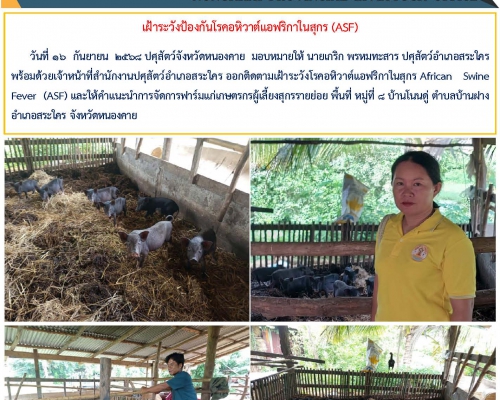 เฝ้าระวังป้องกันโรคอหิวาต์แอฟริกาในสุกร(ASF)