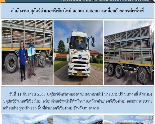 สำนักงานปศุสัตว์อำเภอศรีเชียงใหม่ ออกตรวจสอบการเคลื่อนย้ายสุกรเข้าพื้นที่